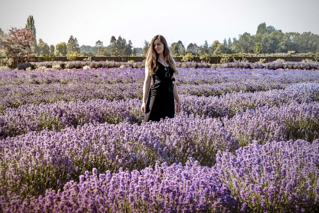 lavender farm photoshoot bc