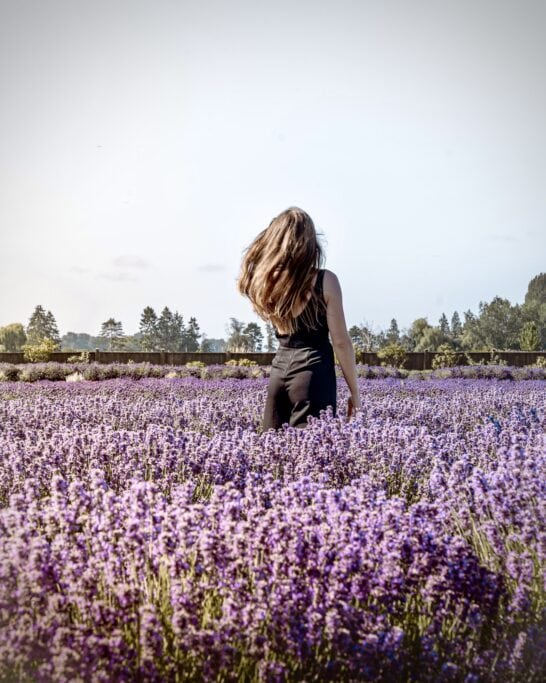 lavender fields