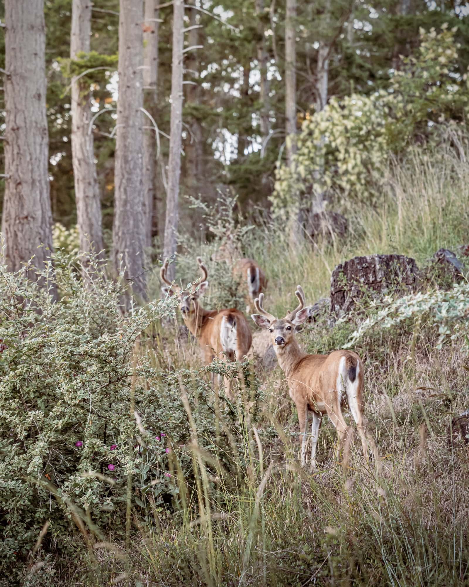 Deer on Pender Island