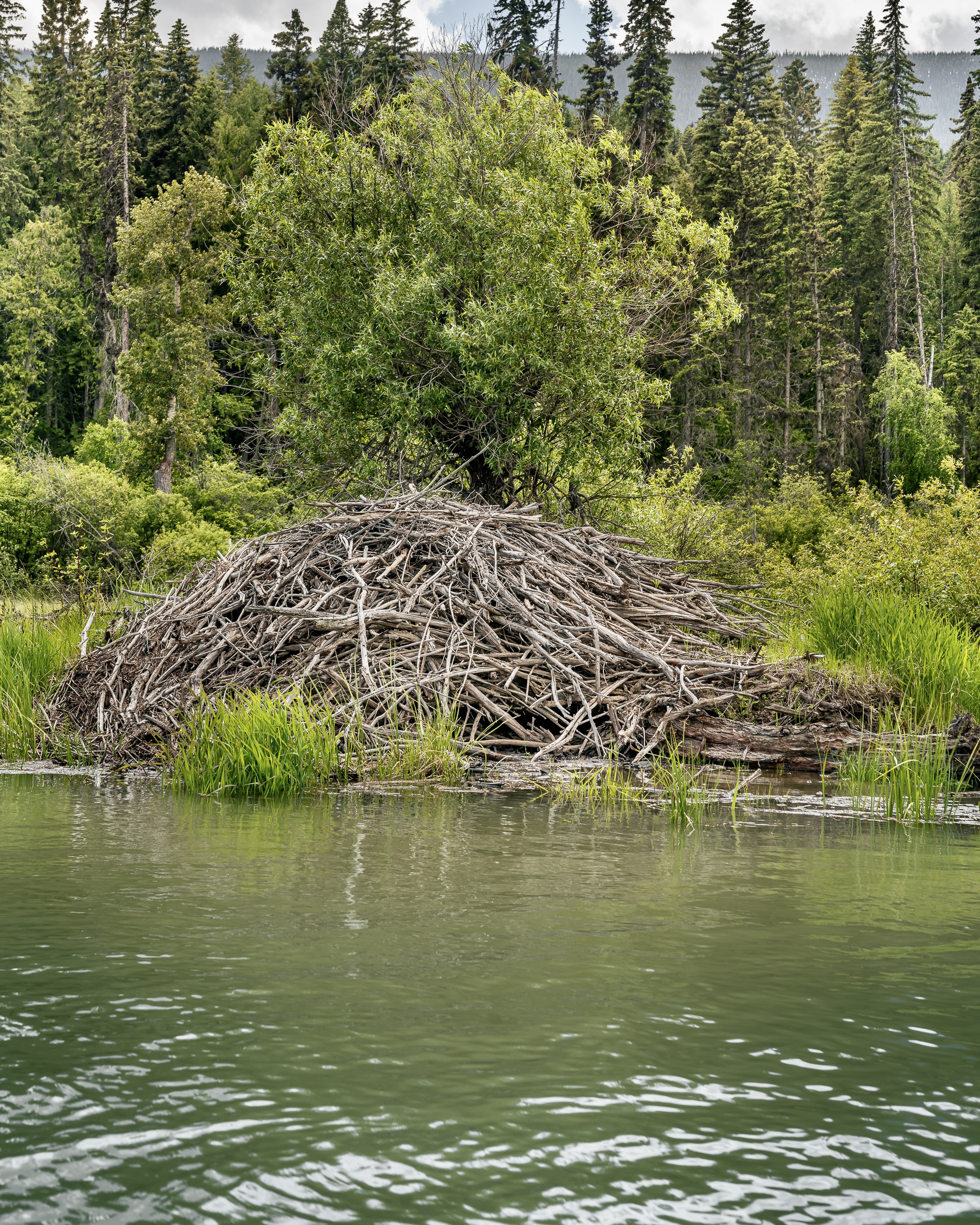 Beaver Lodge Columbia Wetlands