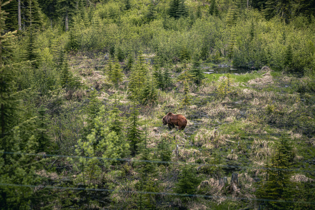 Boo the bear kicking horse grizzly bear refuge BC Canada