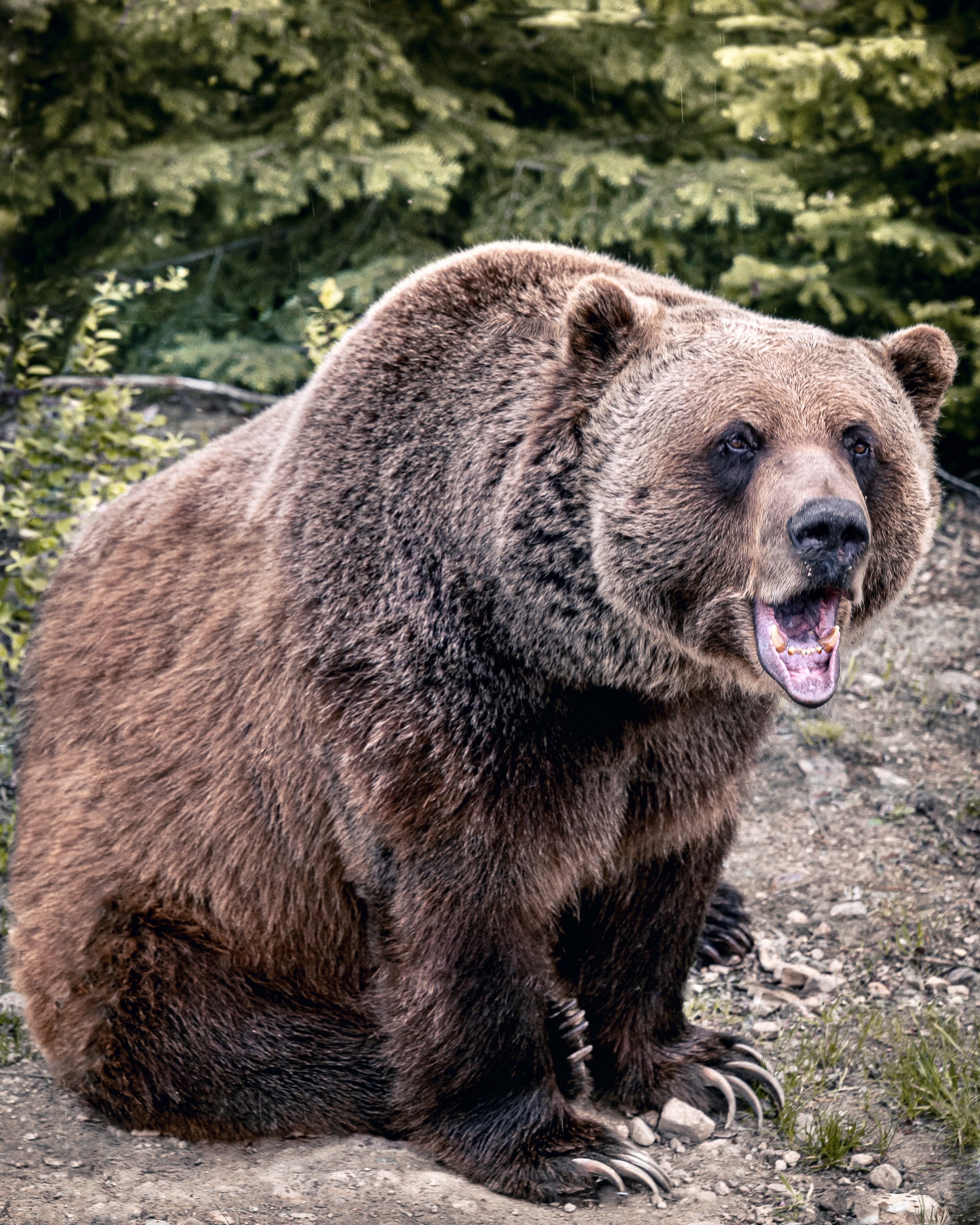 Boo the bear kicking horse grizzly bear refuge BC