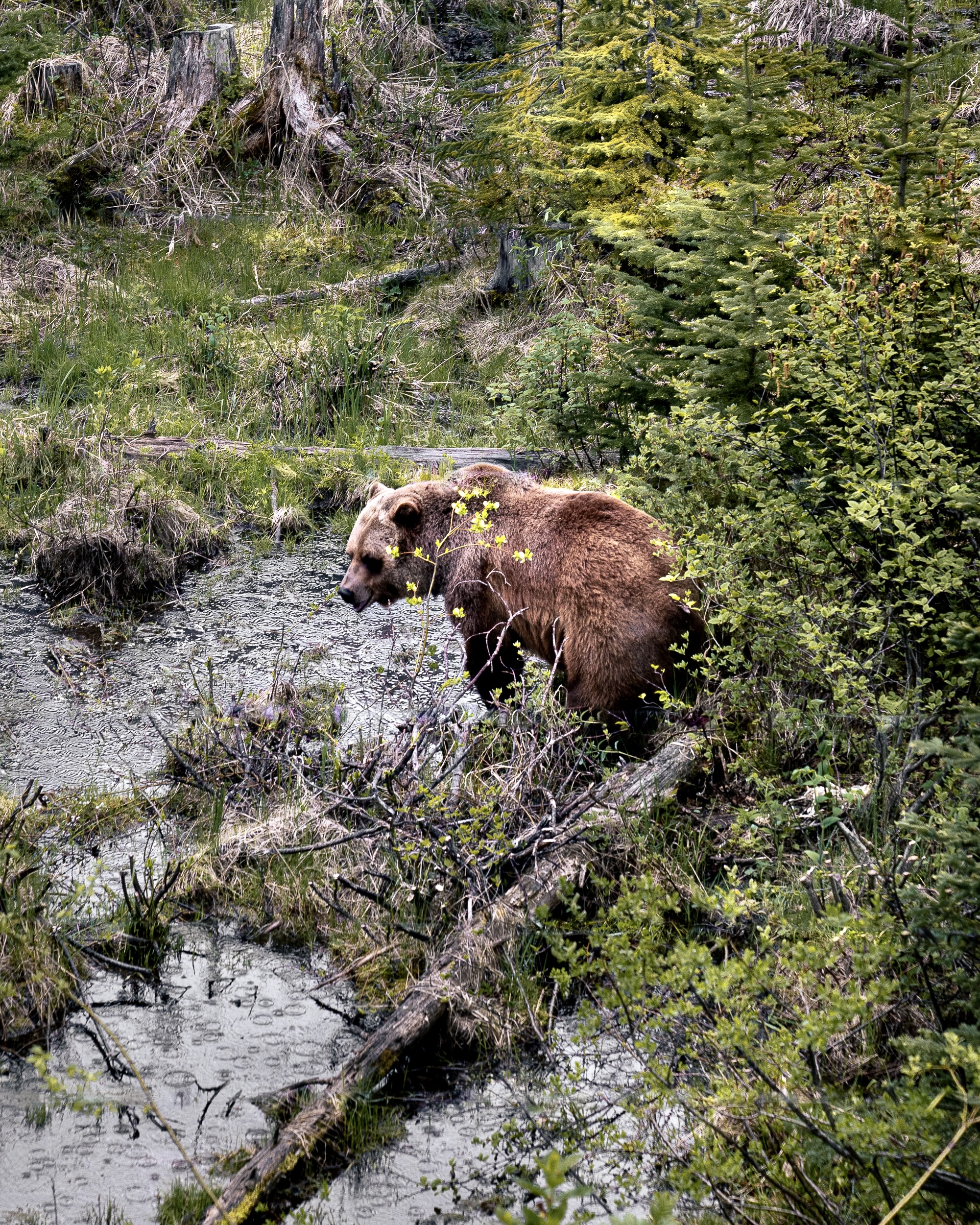Boo the bear kicking horse grizzly bear refuge Canada