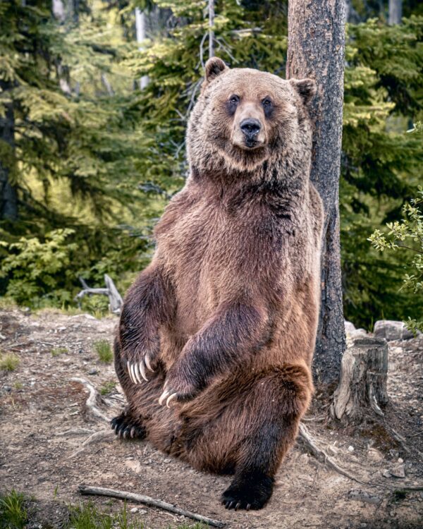 Meet Boo The Bear: The Resident Grizzly At Kicking Horse Mountain ...