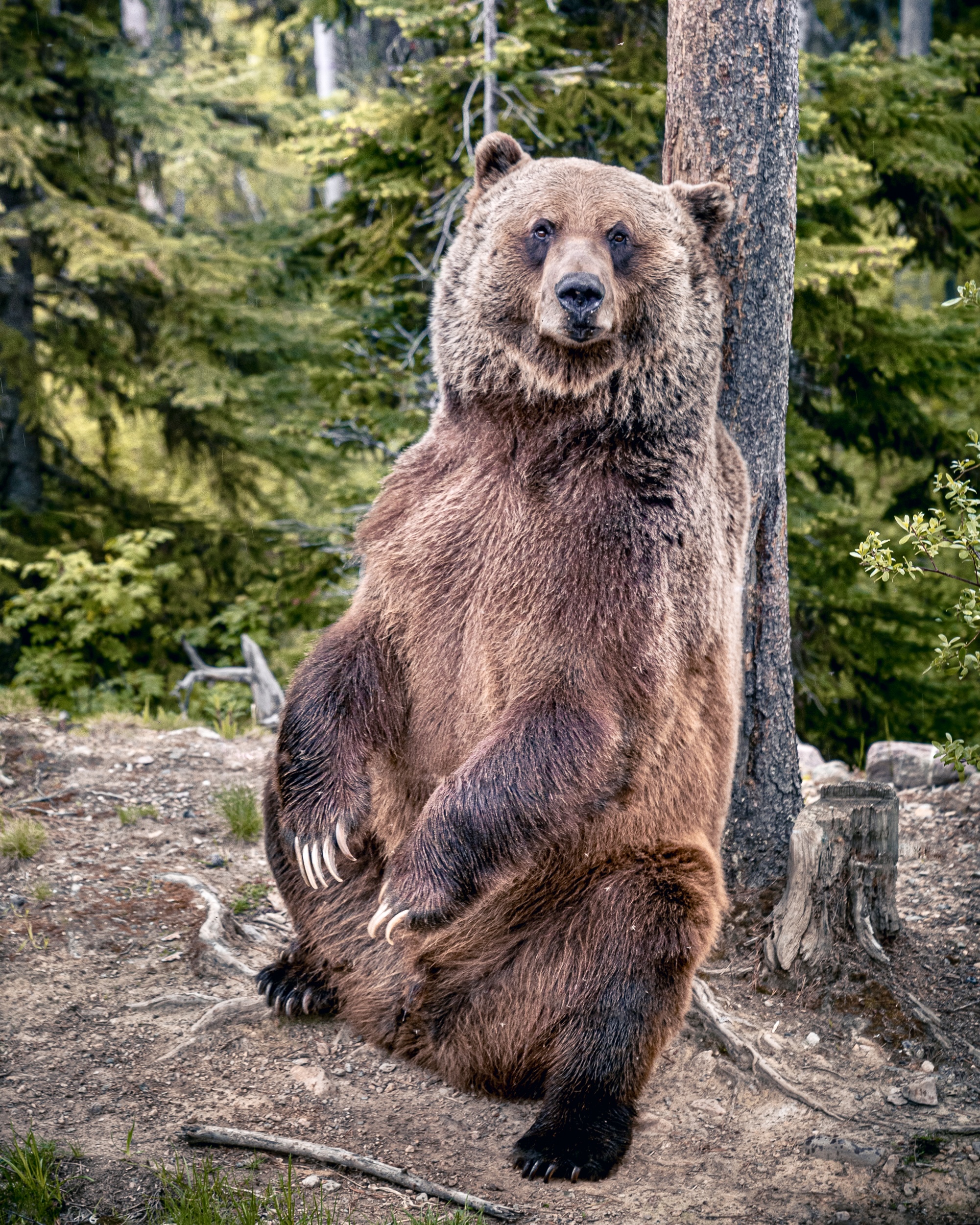 Boo the bear kicking horse grizzly bear refuge Golden