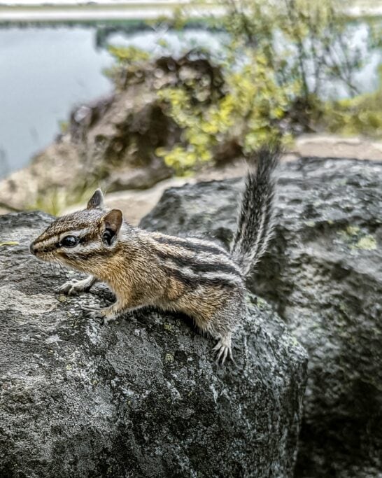 Chipmunk Nelson BC