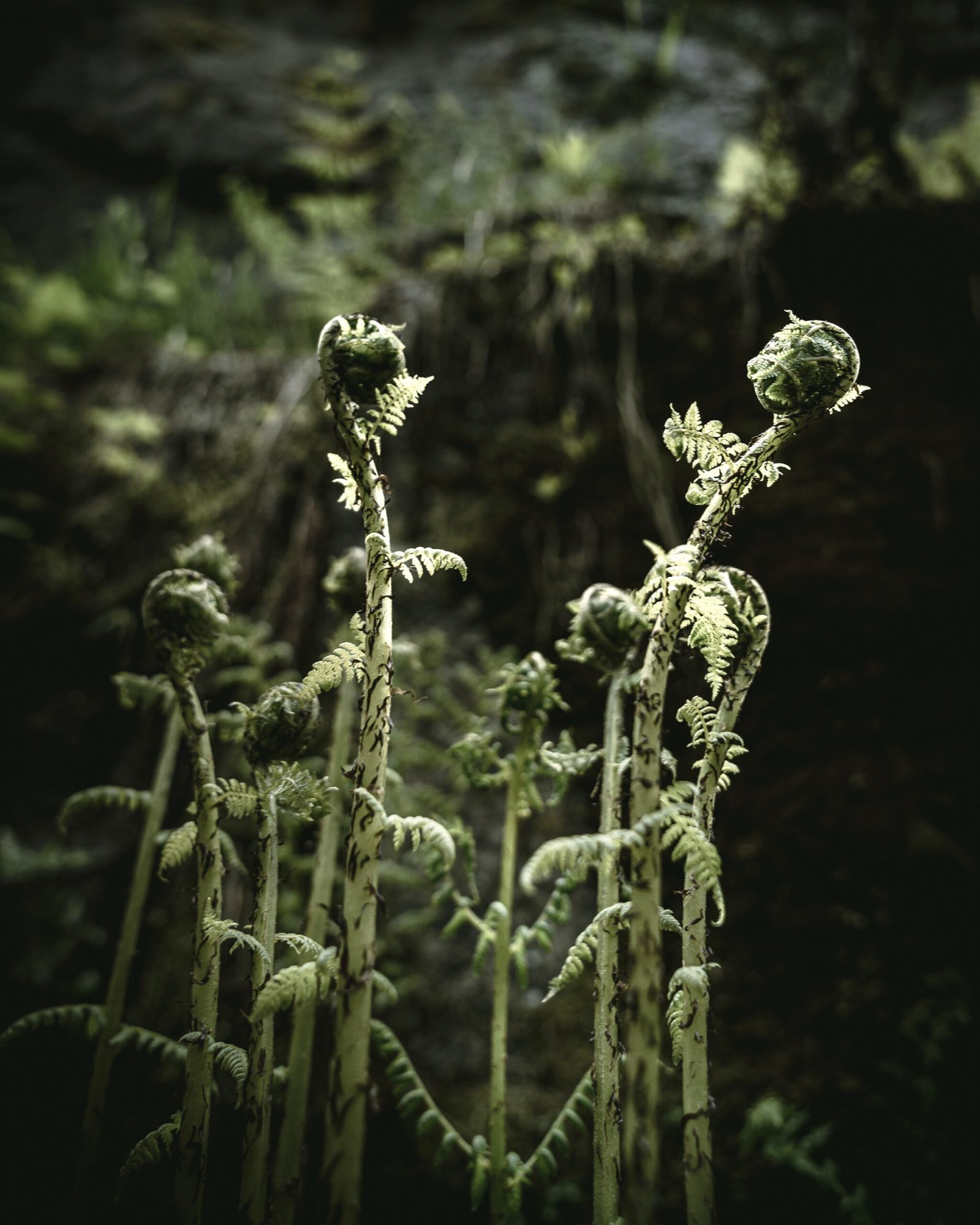 Gibson Lake plant detail