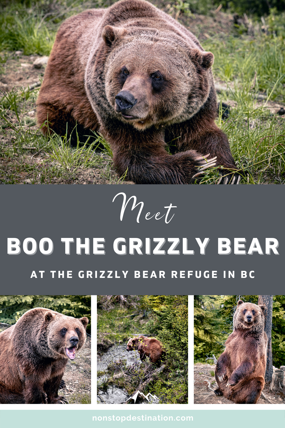Pin 03 Boo the bear grizzly refuge kicking horse