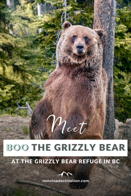 Meet Boo The Bear: The Resident Grizzly At Kicking Horse Mountain ...