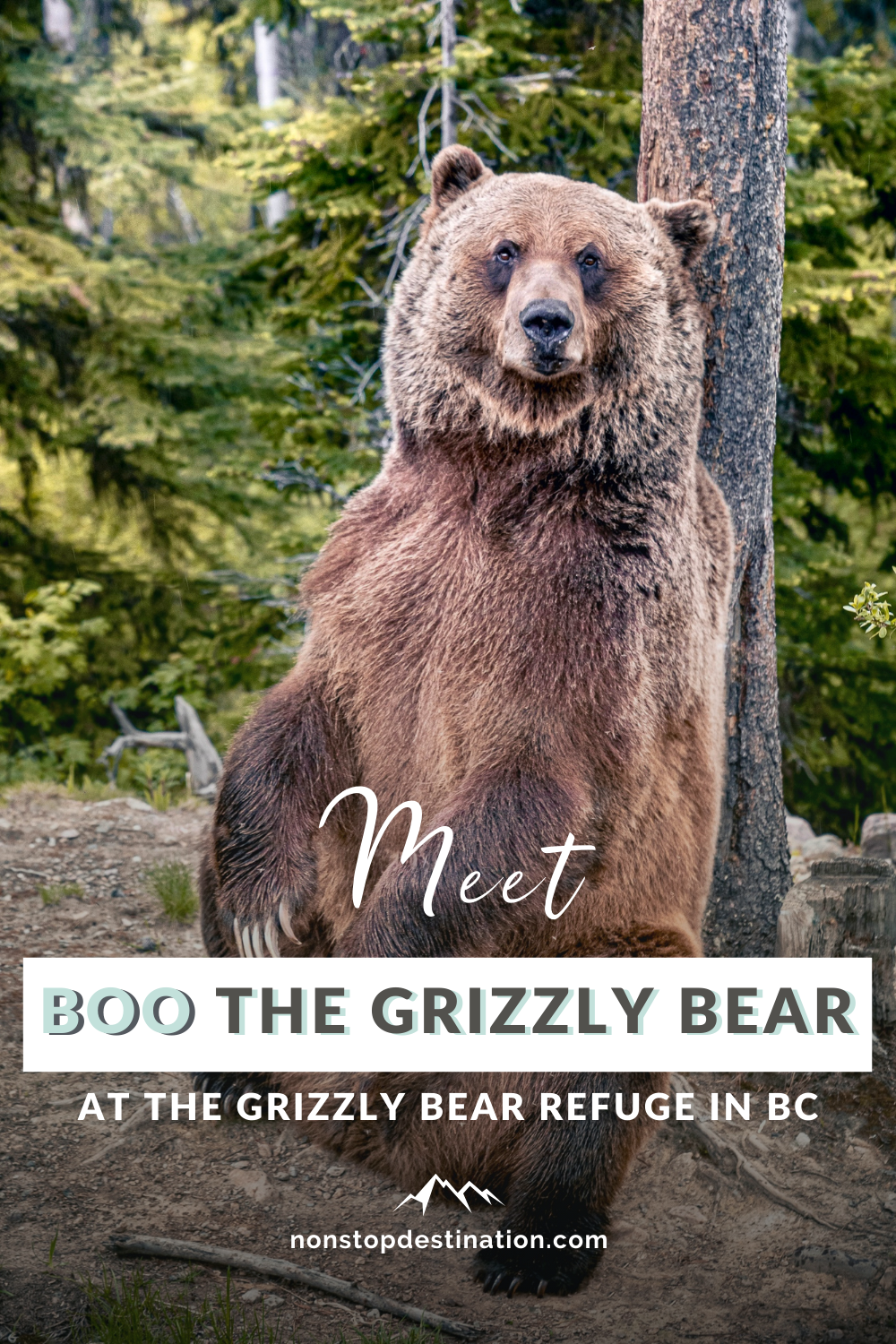 Pin Boo the bear grizzly refuge kicking horse