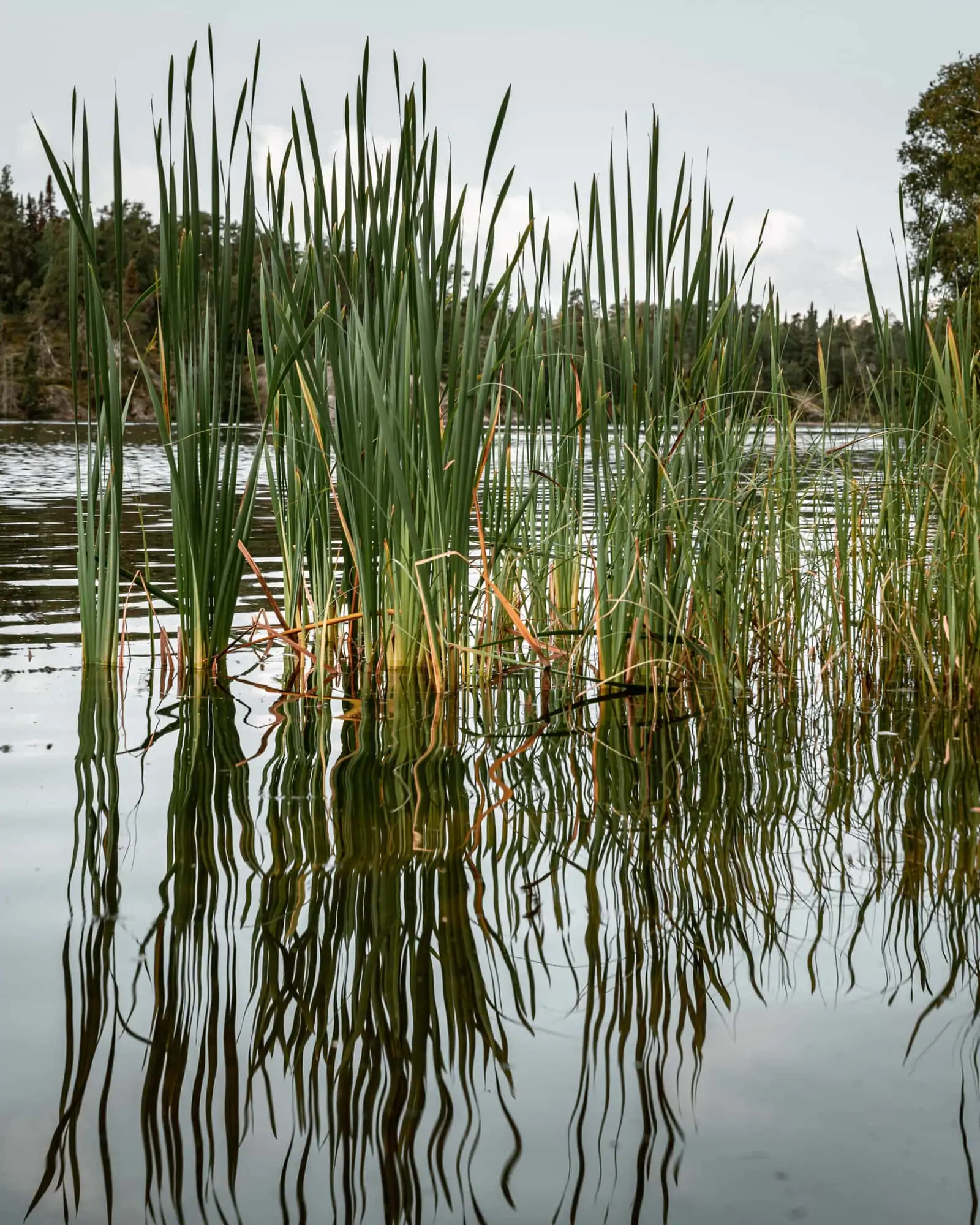 Rushing River Provincial Park Grass