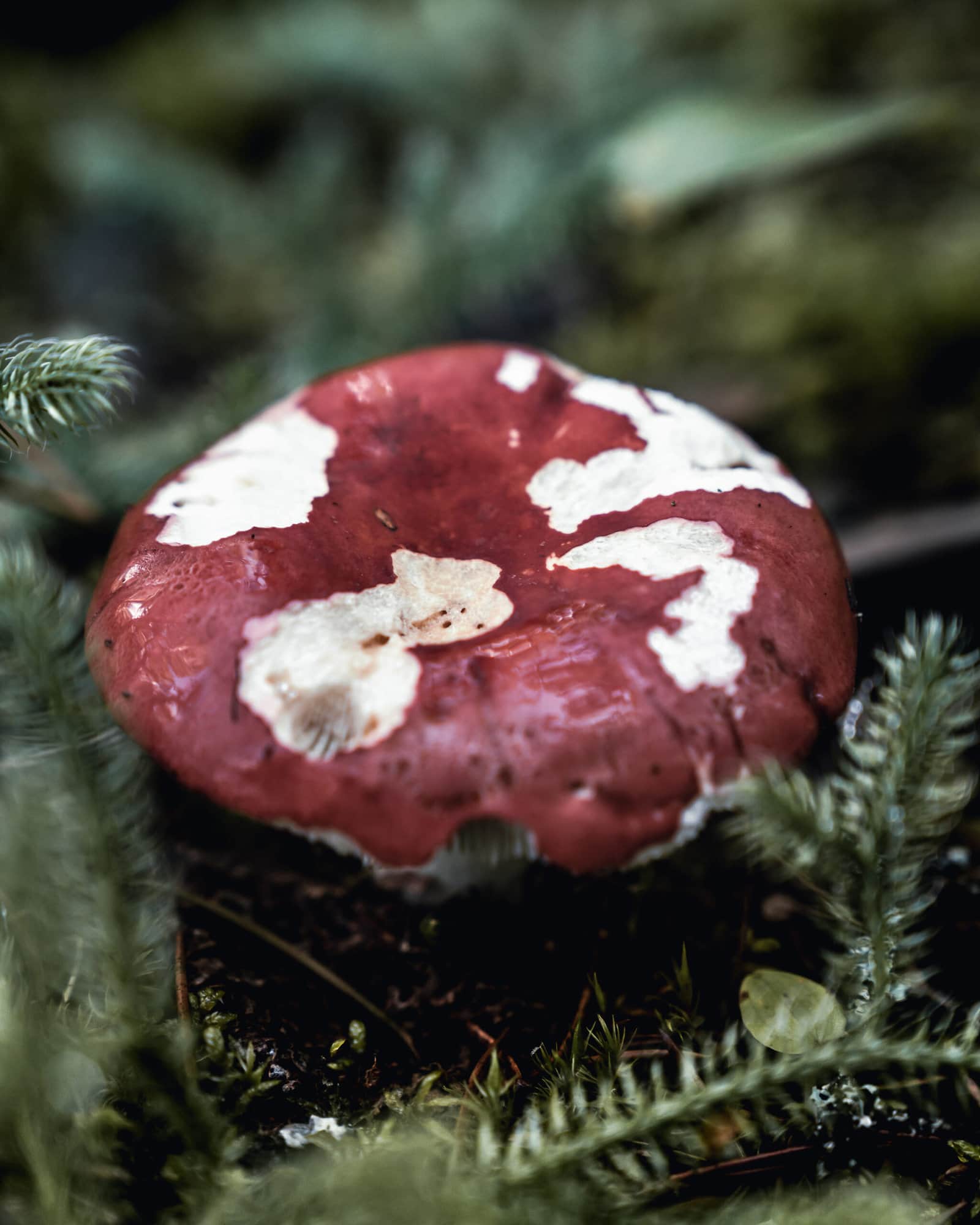 Rushing River Provincial Park Mushroom Detail