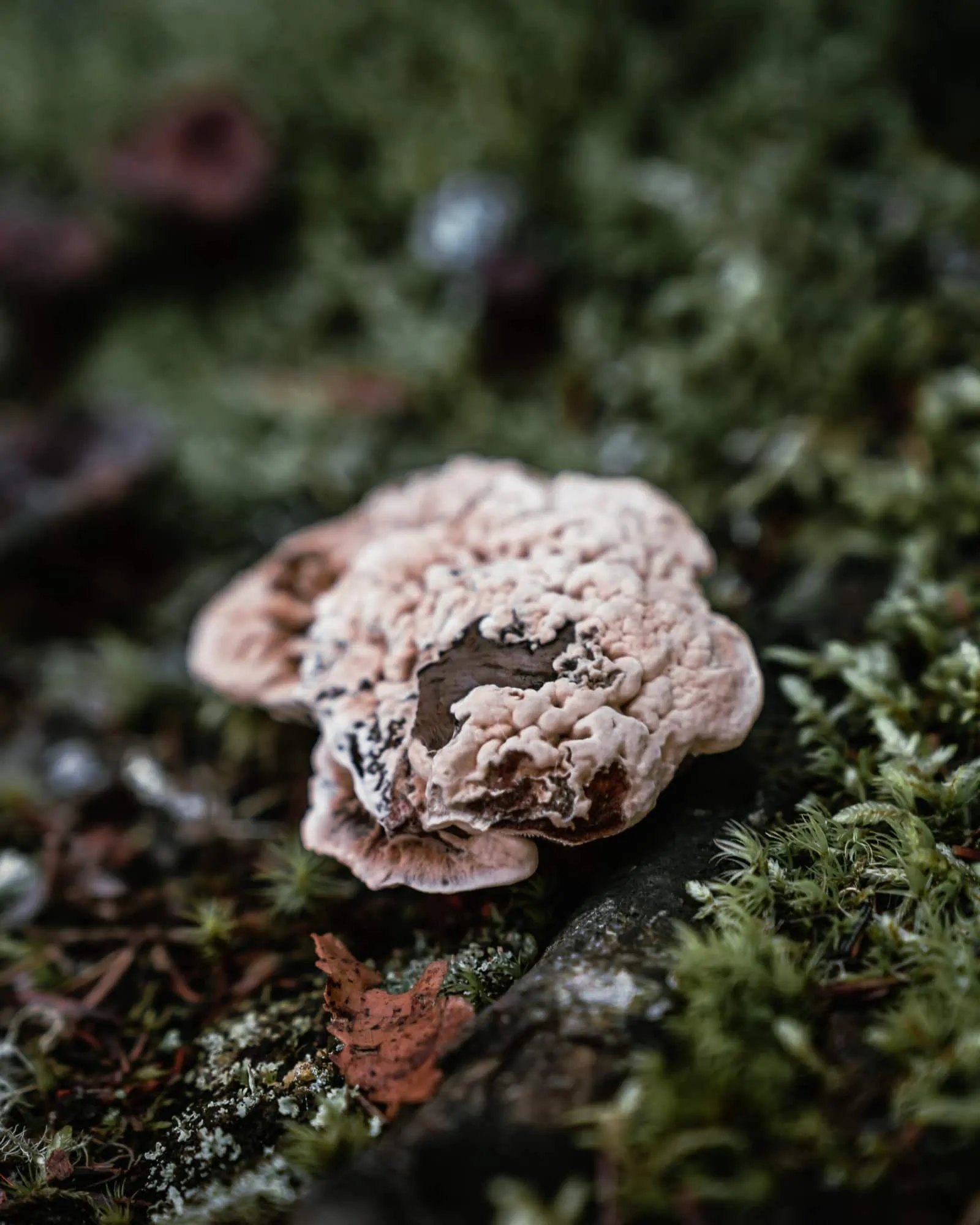 Rushing River Provincial Park mushroom detail 02