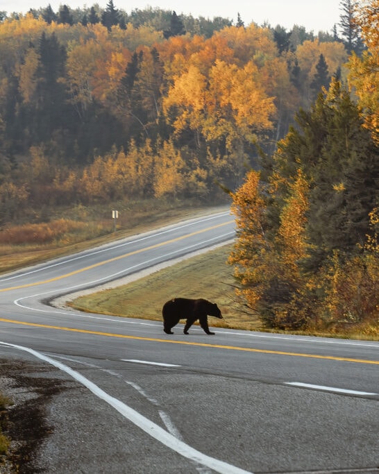 things to do in Riding Mountain national wildlife bear