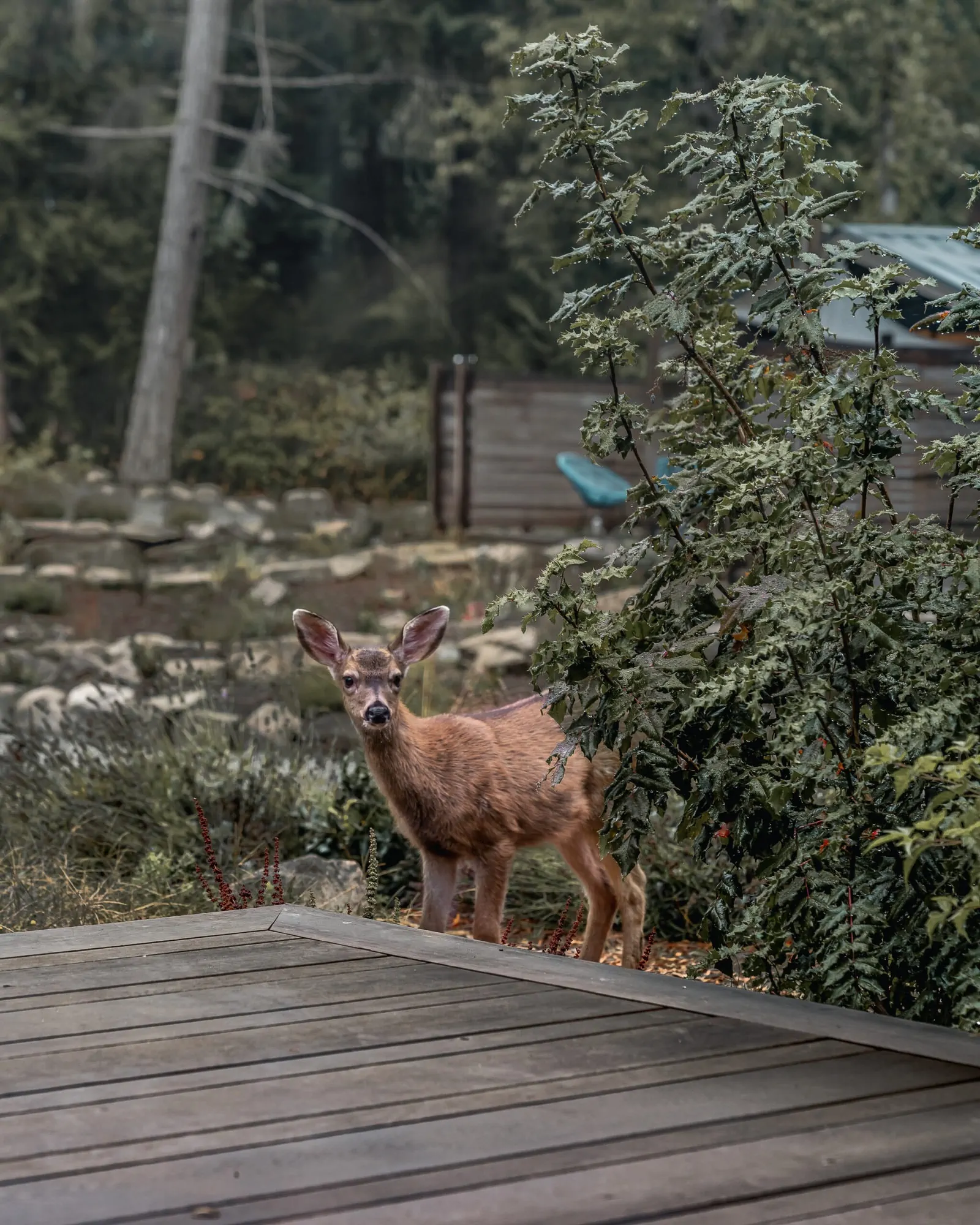 galiano island deer 02