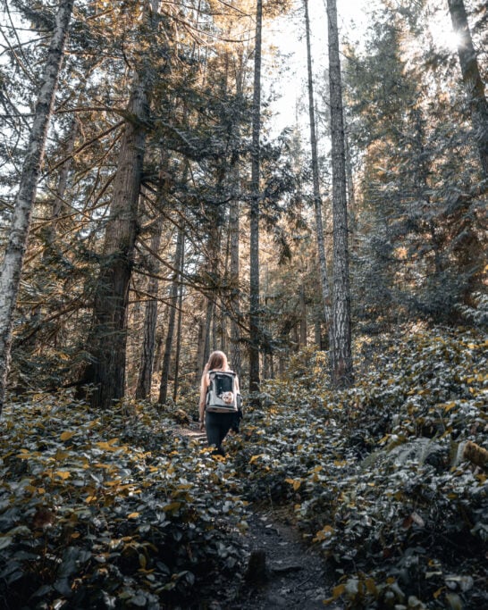 galiano island mount galiano forest 02