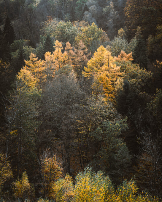 Hoegne valley trail autumn trees Belgium