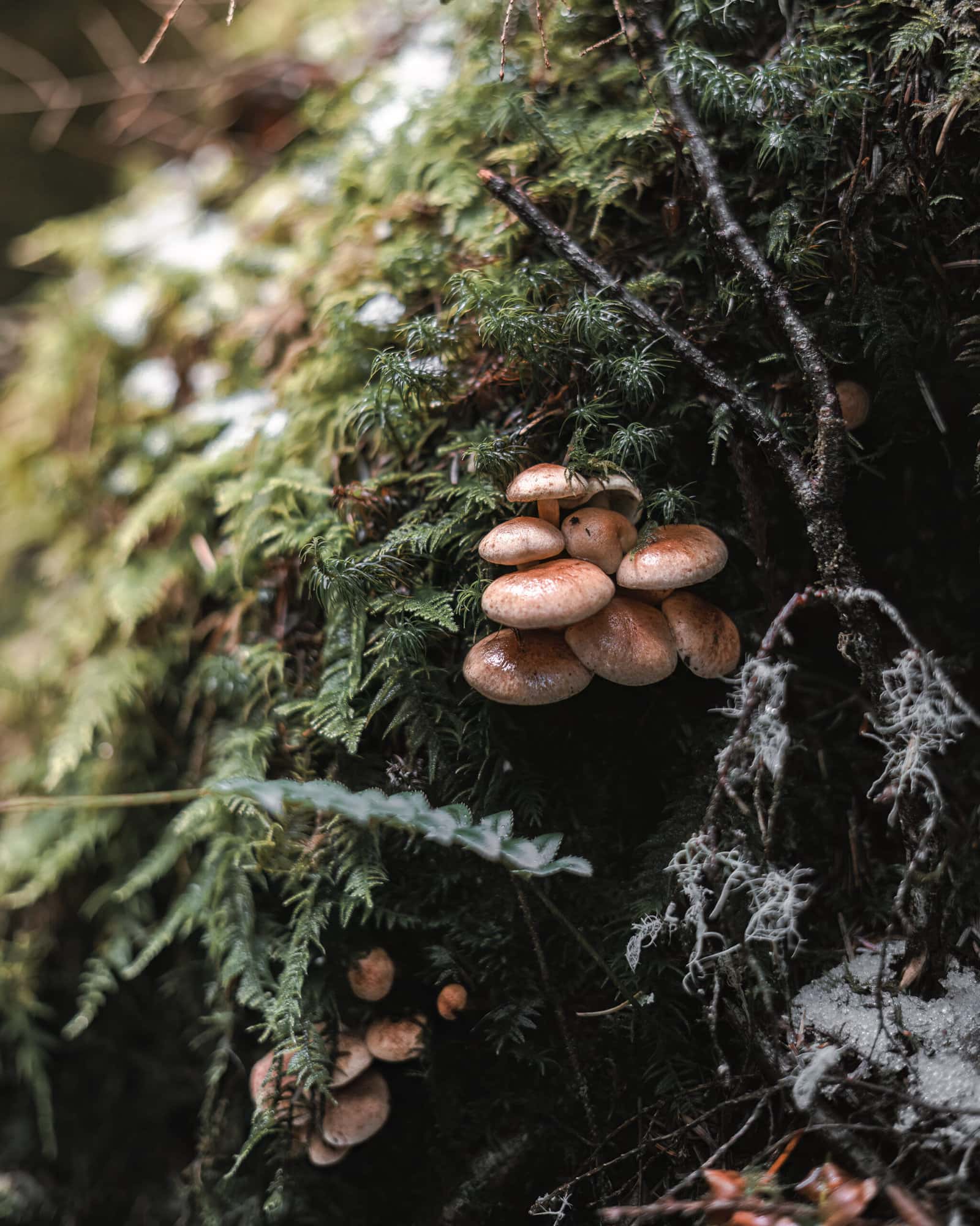 Port Renfrew things to do forest