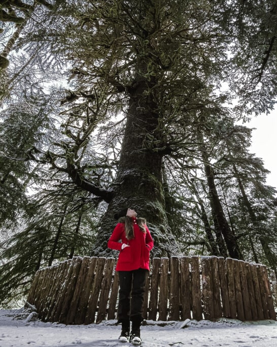 Sitka Spruce Port Renfrew