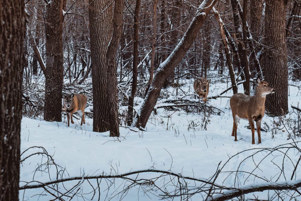 deer in snow winnipeg