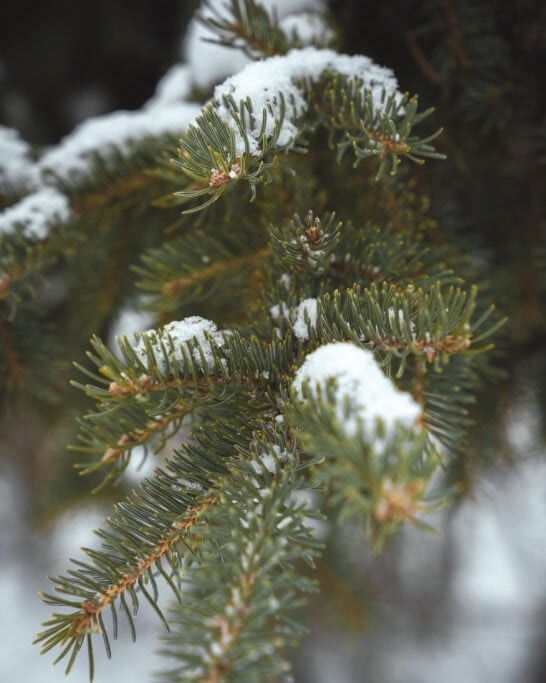 Gimli pine tree snow detail