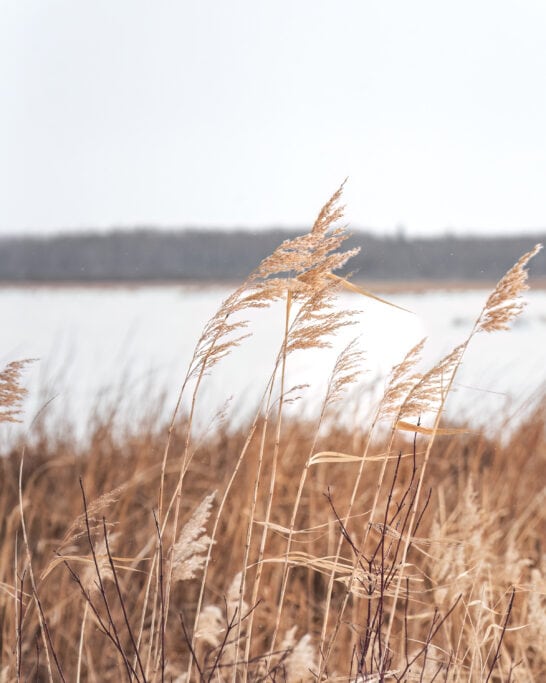 hecla island grassy narrows marsh trail details