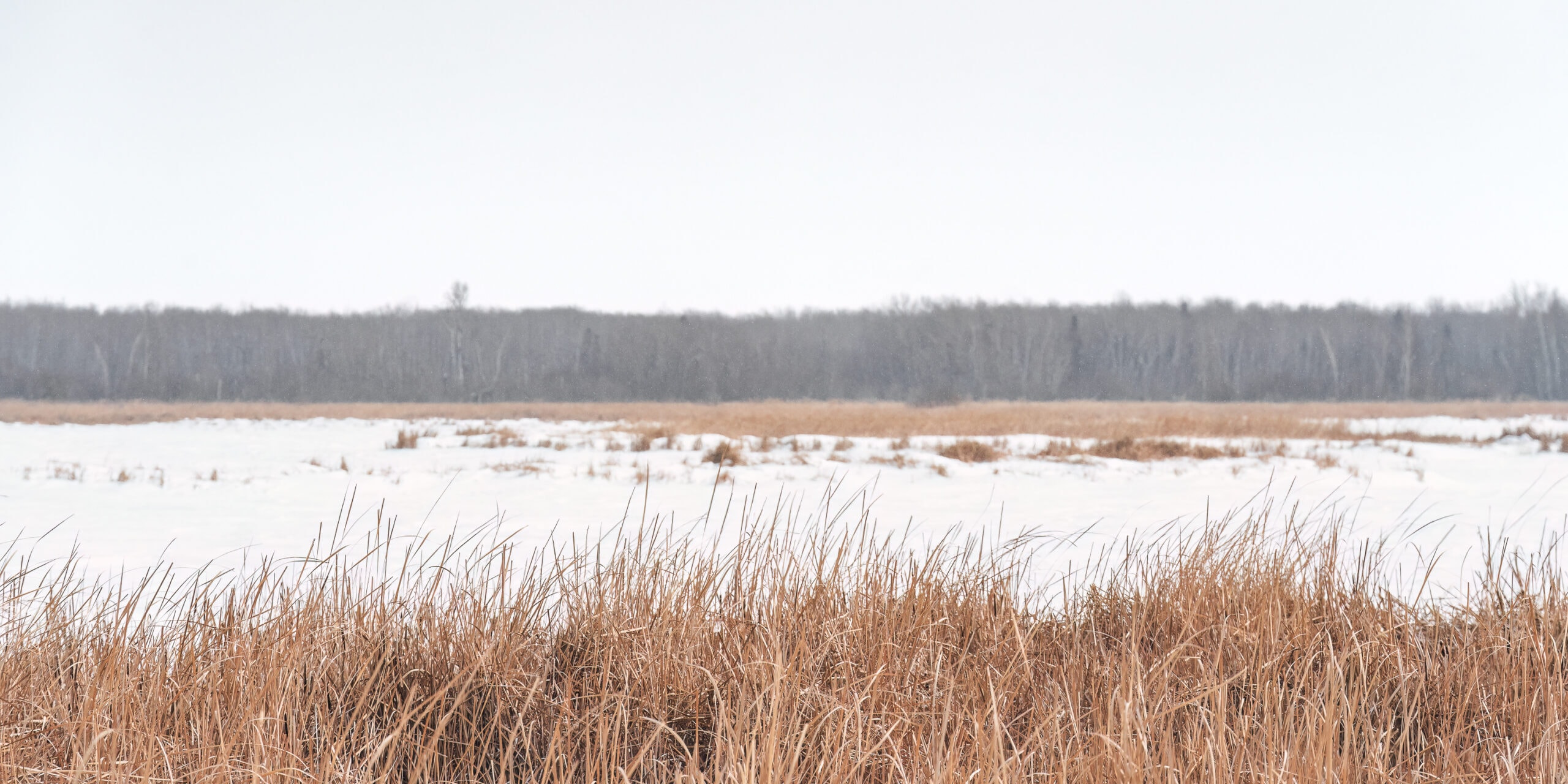 hecla island marsh