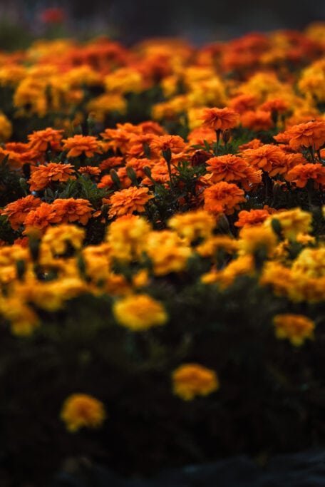 Kenora flowerbed