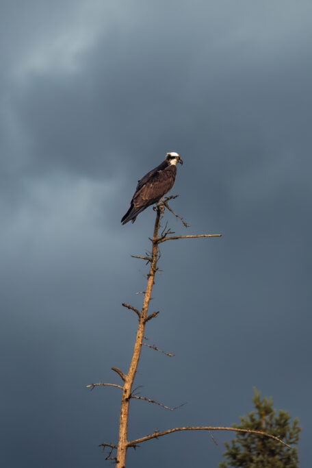 Osprey Kenora