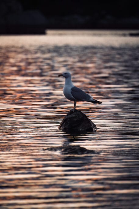 Seagull at sunset Lake of the Woods