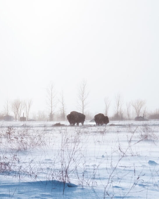 Bison at FortWhyte Alive Manitoba