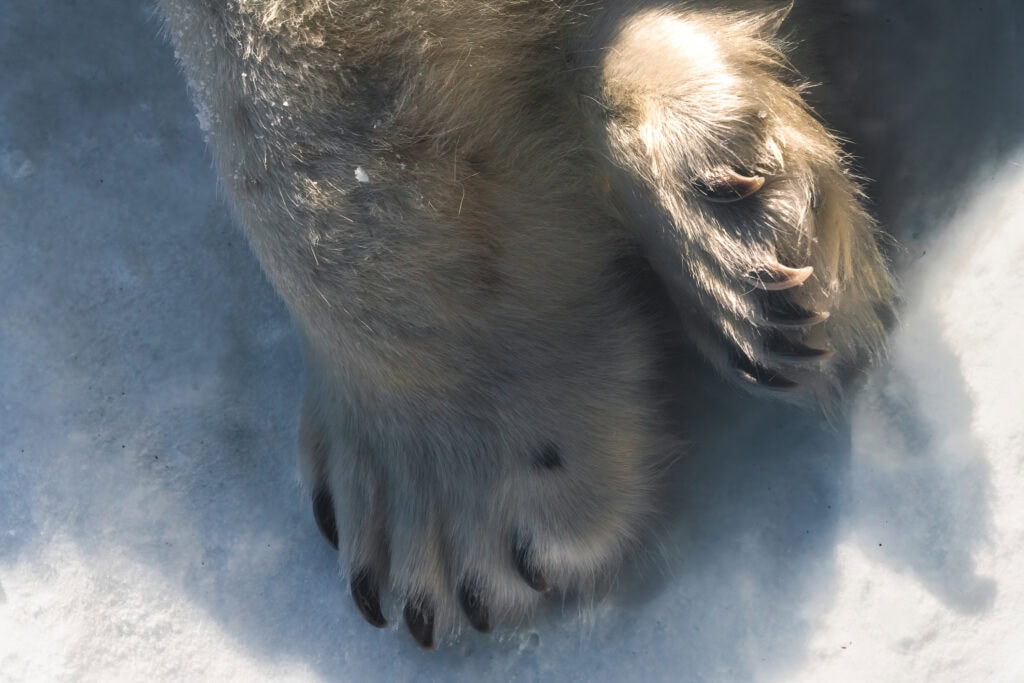 Polar Bear paws Winnipeg Zoo Manitoba