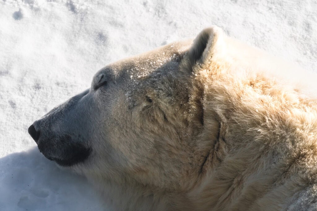 Polar bear at Winnipeg Zoo Manitoba